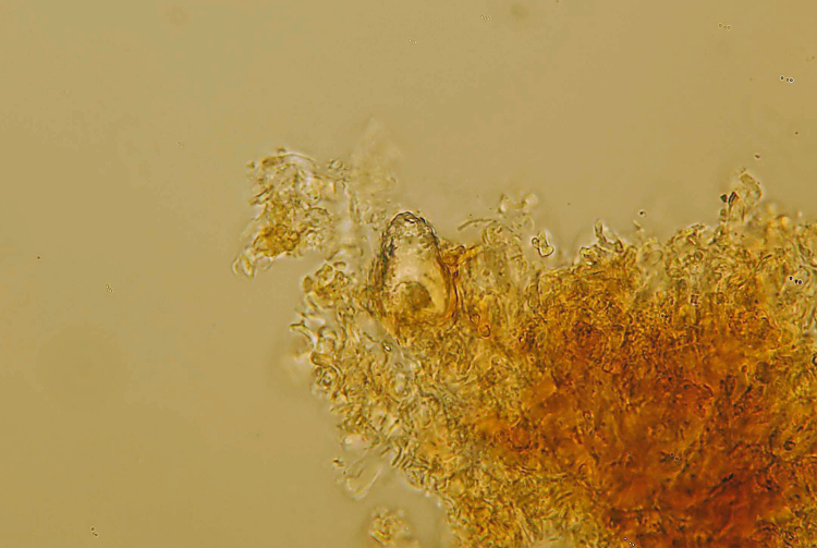 Peniophora cinerea? (Peniophora meridionalis)